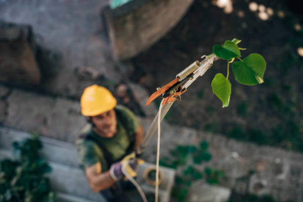 Best Storm Damage Tree Cleanup  in North Richmond, CA