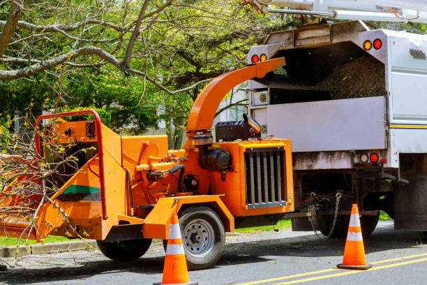 Best Tree and Shrub Care  in North Richmond, CA