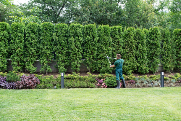 Best Lawn Watering Services  in North Richmond, CA