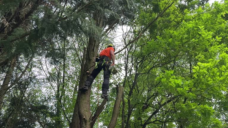 Best Root Management and Removal  in North Richmond, CA