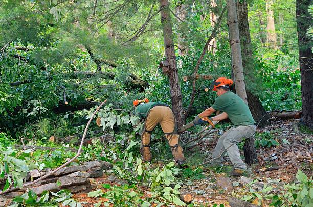 How Our Tree Care Process Works  in  North Richmond, CA