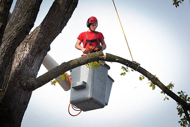 Best Tree Risk Assessment  in North Richmond, CA