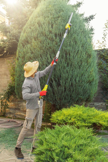 North Richmond, CA Tree Care Services Company